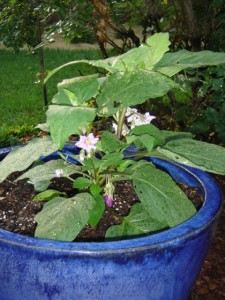 Fairy Tale eggplant in a pot